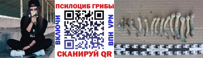 Галлюциногенные грибы прущие грибы  Беломорск 